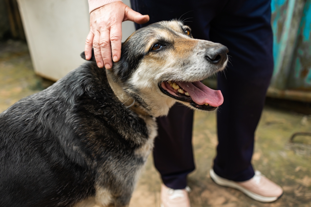 Person's hand petting happy senior dog