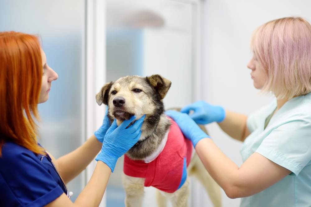 Veterinary team checking a large dog during health assessment in clinic.