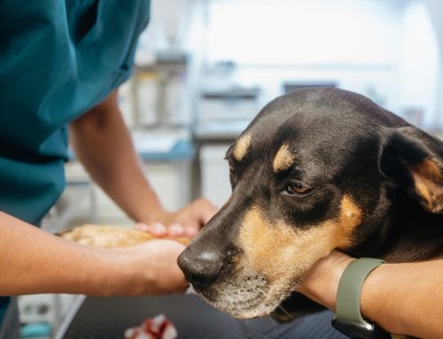 Signs your pet might be in pain