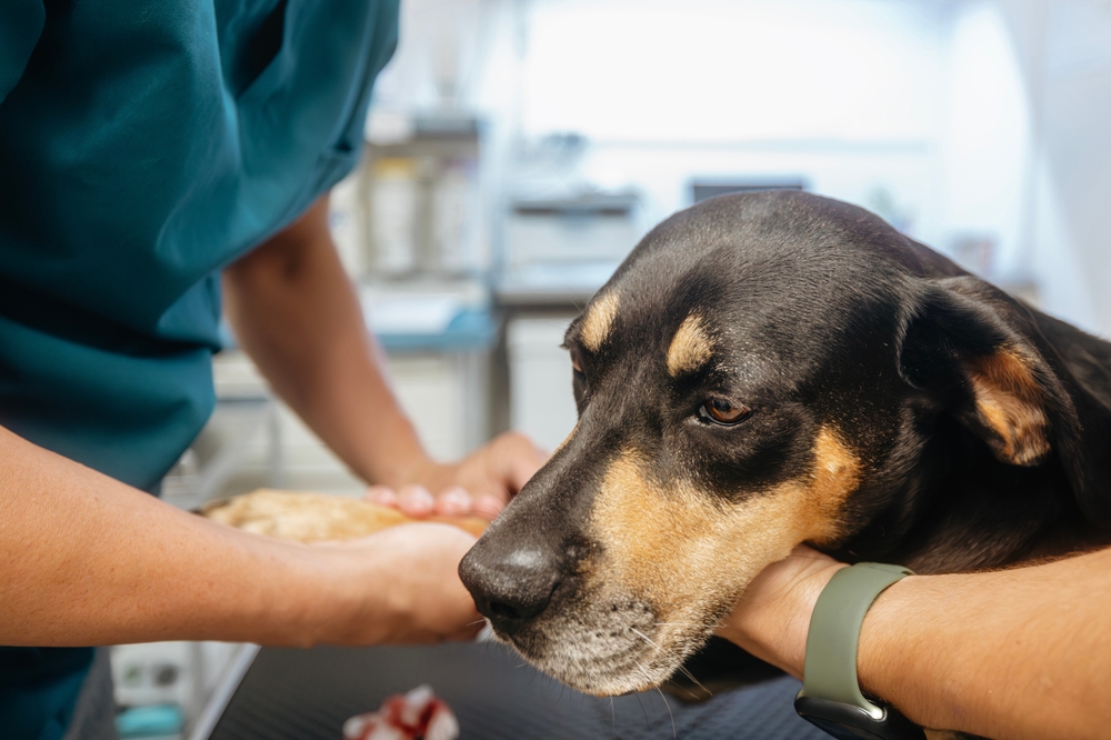 Veterinarian examining ill dog while owner holds pet in clinic.