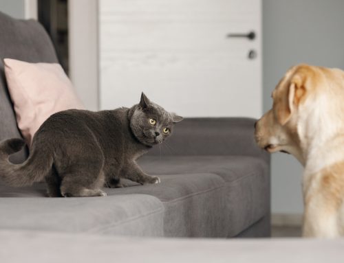 Best practices for introducing new pets