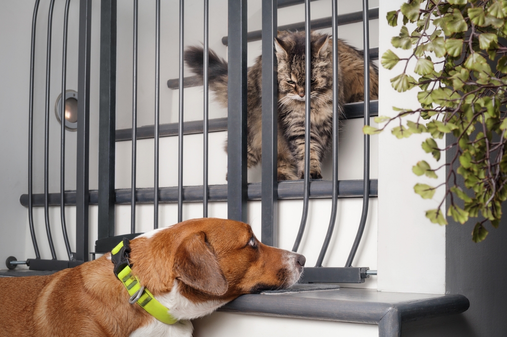 Cat and dog meeting safely through a pet gate, showing controlled introduction of new pets at home