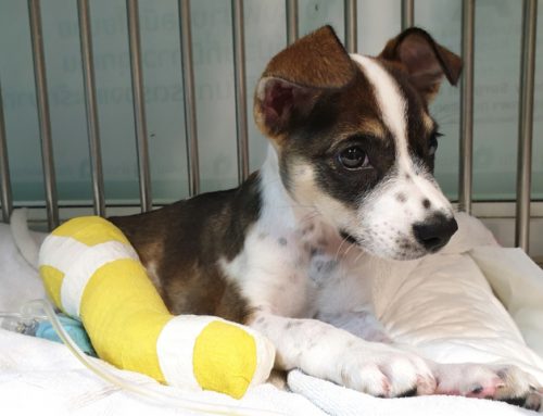 ACL/Canine Cruciate Ligament Surgery: signs treatment types