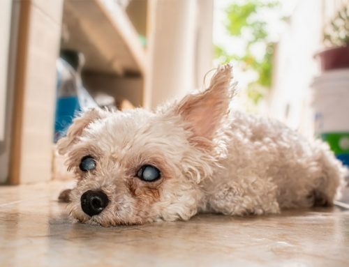 What Should Owners Know About Caring for Blind or Deaf Pets?