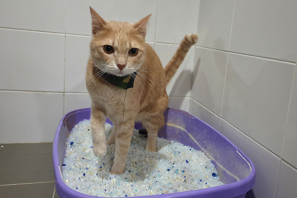 An eye-level medium shot of a short-haired orange tabby cat wearing a patterned bandana, stepping into a purple open-top litter box filled with white and blue silica gel crystals against tiled bathroom walls.
