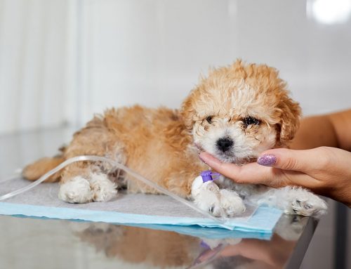 Does My Pet Really Need Surgery for Bladder Stones?