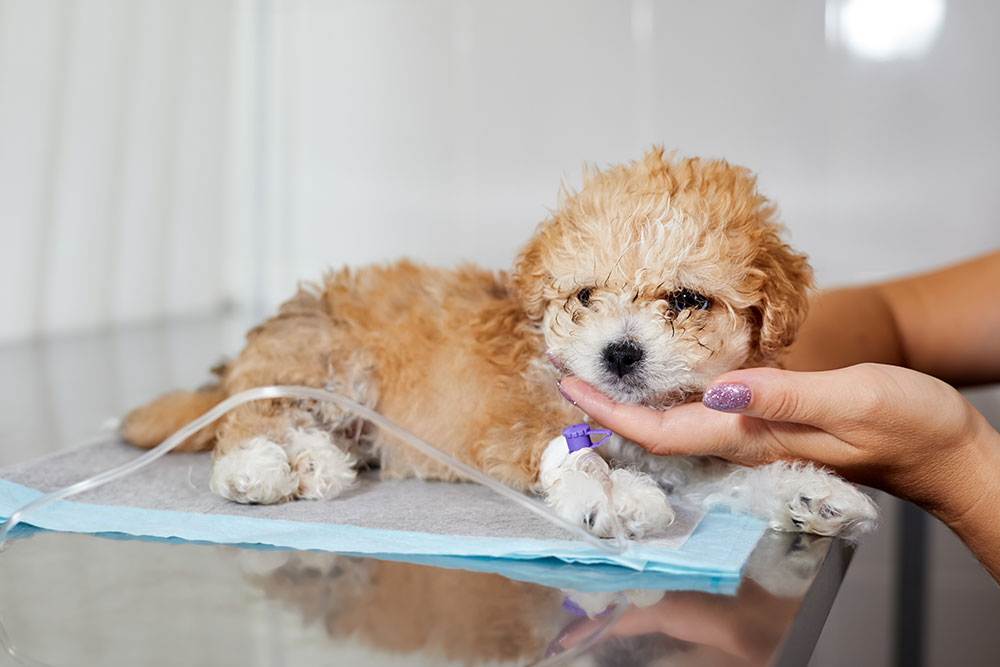 A eye-level close-up shot of a tiny, fluffy, light brown and white poodle puppy lying on an examination table with an IV catheter taped to its front paw, while a person's hand gently cradles its head for comfort.