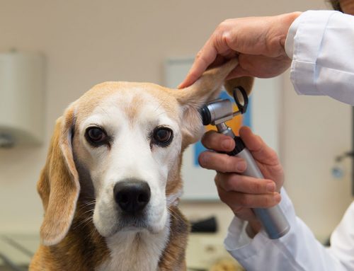 Why Does My Dog Keep Getting Ear Infections?