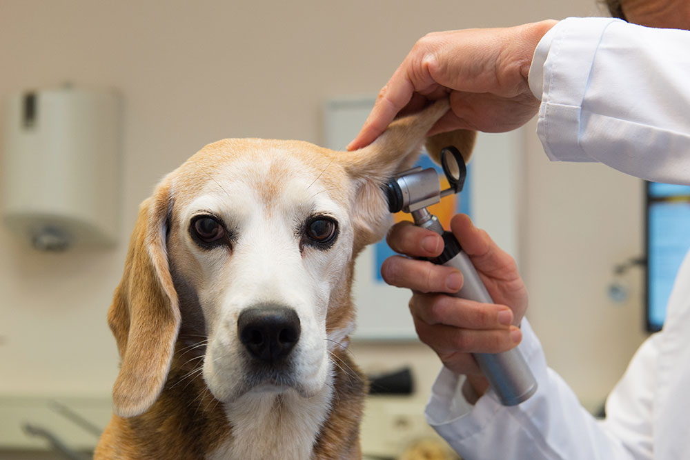 A close-up headshot of a Beagle facing forward while a veterinarian in a white coat holds open its left floppy ear and inspects the ear canal with an otoscope.