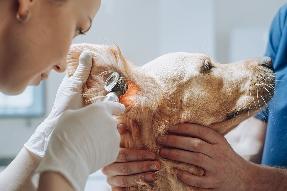 A close-up profile shot of a female veterinarian wearing white gloves using an illuminated otoscope to examine inside the floppy ear of a Golden Retriever, while an assistant's hands gently hold the dog's head still.